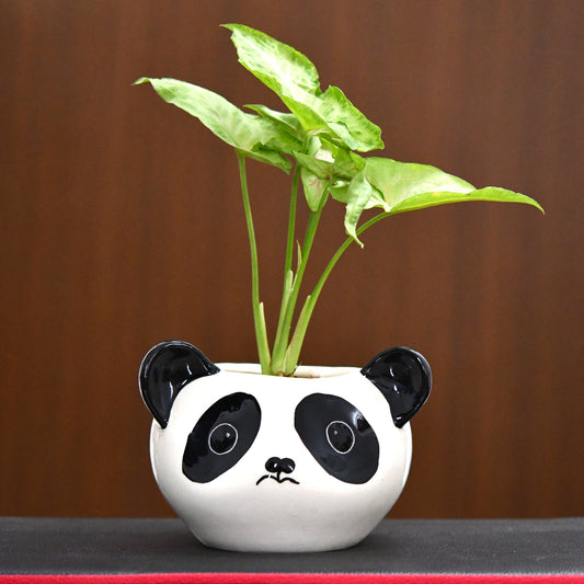 Kung Fu Panda Planter Pot