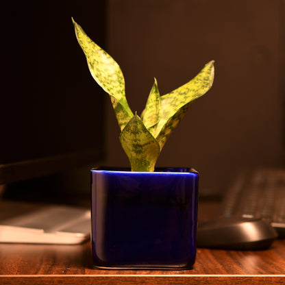 ColourPop Cube Plant Holder - Dark Blue