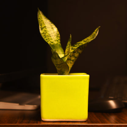 ColourPop Cube Plant Holder - Green