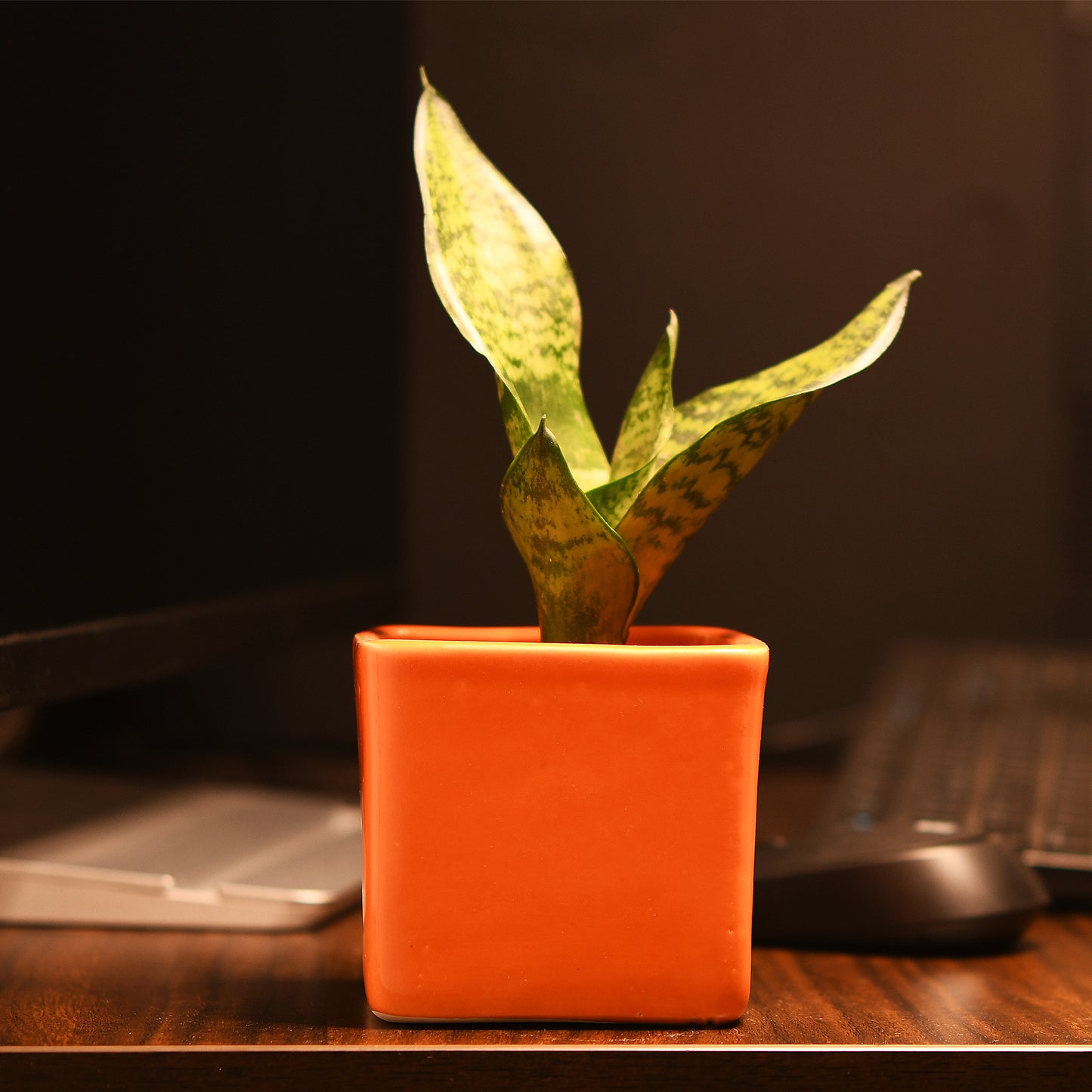 ColourPop Cube Plant Holder - Orange