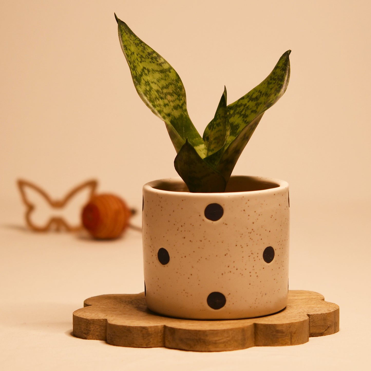 Polka Dot Delight Planter