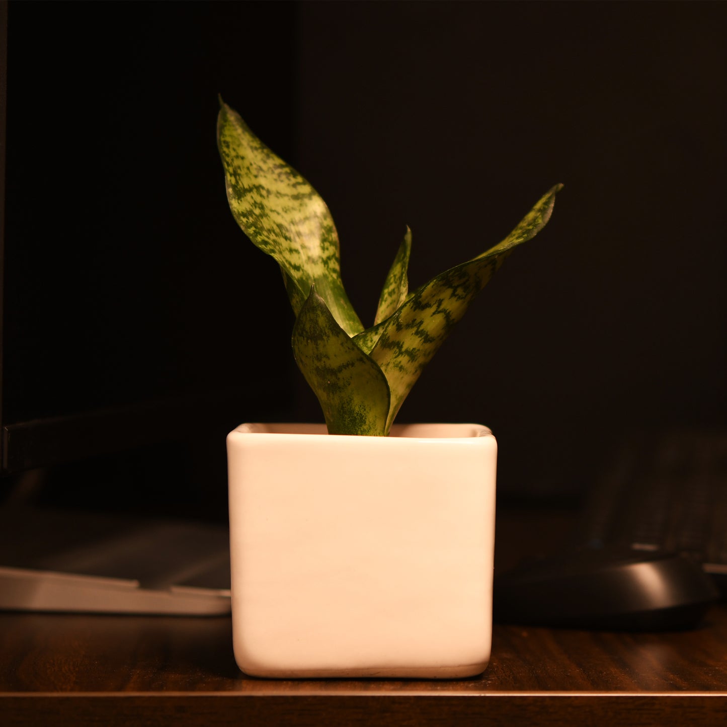 ColourPop Cube Plant Holder - White