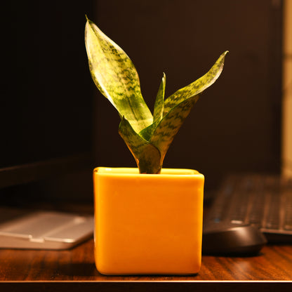 ColourPop Cube Plant Holder - Yellow